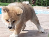 JAPON AKİTA INU YAVRULARİ İSTANBUL 