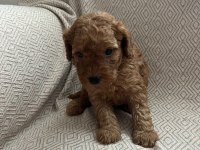 F2 Maltipoo Biraderler