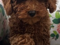 Toy Poodle Irk Garantili Yavrular