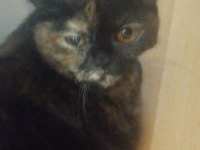 1 yaşında british longhair kısır değildir