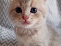 British shorthair scottish fold yavrular