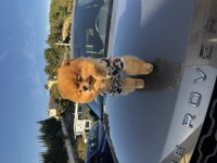 1 Yaş Erkek Pomeranian Boo Sıfır Burun