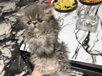 2 dişi ve 1 erkek safkan chinchilla yavrularımız 2 aylık