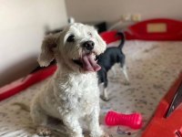 Sempatik maltipoo yavrular
