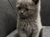 Şımarık british shorthair kızlarım