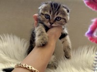 2 aylık Scottish fold yavrular