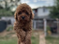 Sağlık ve ırk garantili toy Poodle yavrularımız