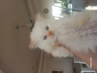 Pamuk Chinchilla Bebekler