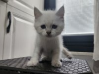 British Shorthair Ve British Longhair Yavruları
