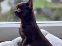 Chocolate 4 aylık erkek yavru chihuahua