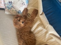 Minyatür Poodle Erkek