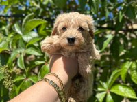 Maltipoo yavrum 55 günlük