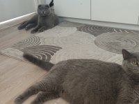 Birbirine Alışkın İki Safkan Dost British Shorthair