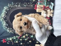 Korea Premium Maltipoo Puppies
