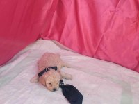 SEVİMLİ MALTİPOO BEBEKLER