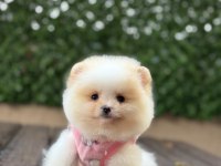 Pomeranian teddy face yavru köpekler