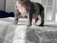 Mavi gözlü french bulldog yavrularım