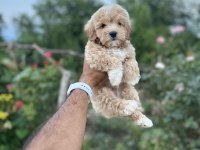 Maltipoo yavruları