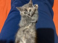 British Shorthair Tricolor Kızım