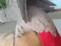 4 aylık full evcil red faktör jako bebek