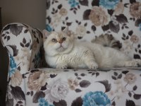 Erkek golden point british shorthair
