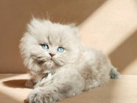Harika british longhair yavruları