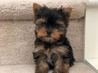 Yorkshire Terrier Yavrular Mükemmel Güzellik