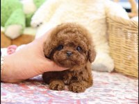 Sağlıklı Ve Aşılı Toy Poodle Yavrularım