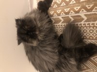 SAFKAN SIFIR BURUN DİŞİ İRAN