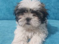 Uygun Shih Tzu