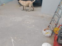 Kangal köpeğimiz izmir menemen