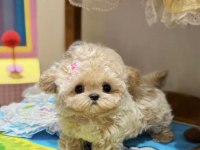 ARANILAN MALTİPOO YAVRUSU