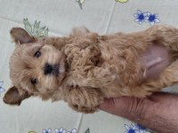 POODLE KÖPEKLER HER TUZUM VAR DIYENE GIBI KOŞMAYIN