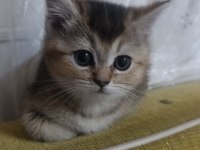 Sevimli Tam Bir Oyuncu Kedidir