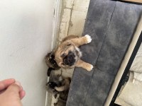 2 AYLIK SAFKAN ÇİN PEKİNEZİ BASIK BURUN MİNYATÜR