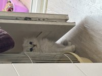 Ballı lokma scottish fold kedimiz