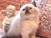 British shorthair 55 günlük