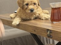 Orijinal Poodle yavrular