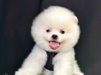 Sevimli Pomeranian Boo Yavrularımız