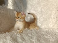 British shorthair golden oğlumuz