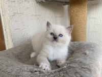 Safkan Scrli Anne-Babadan Ragdoll Yavrular