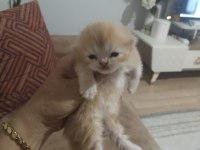 3 adet kedilerim