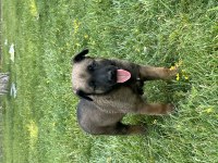 Safkan malinois