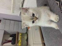 Ayı surat british shorthair yavrumuz