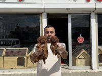 shoooowwww kalite toy poodle yavrular ankara mağazamızda