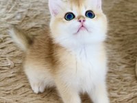 Safkan British Shorthair Golden ny12 erkek yavru