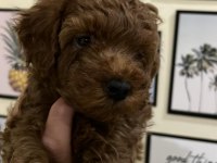 KALİTELİ POODLE YAVRULAR EV ORTAMINDA