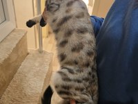 Bengal kedisi