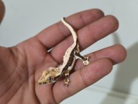 Crested Gecko Türleri