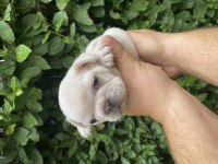 Güncel Kaliteli French Bulldog Yavrular